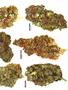Page: - 61 | High Times