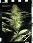 Page: - 82 | High Times