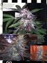 Page: - 83 | High Times