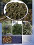 Page: - 52 | High Times