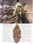 Page: - 55 | High Times