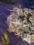 Page: - 60 | High Times