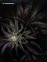 Page: - 62 | High Times