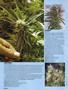 Page: - 68 | High Times