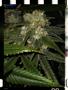 Page: - 82 | High Times