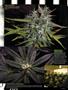 Page: - 83 | High Times