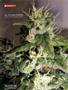 Page: - 100 | High Times
