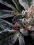 Page: - 60 | High Times