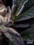 Page: - 61 | High Times