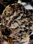 Page: - 62 | High Times