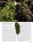 Page: - 65 | High Times