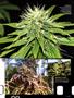 Page: - 83 | High Times