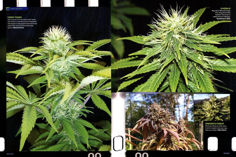 PIX OF THE CROP