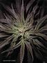 Page: - 101 | High Times