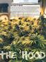 Page: - 55 | High Times
