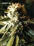 Page: - 62 | High Times
