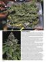 Page: - 64 | High Times
