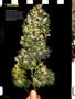 Page: - 82 | High Times