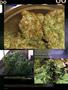 Page: - 84 | High Times
