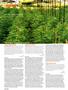 Page: - 100 | High Times