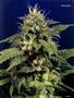 Page: - 101 | High Times