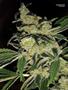 Page: - 45 | High Times