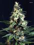 Page: - 59 | High Times