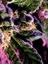 Page: - 61 | High Times