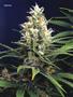 Page: - 62 | High Times
