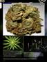 Page: - 84 | High Times