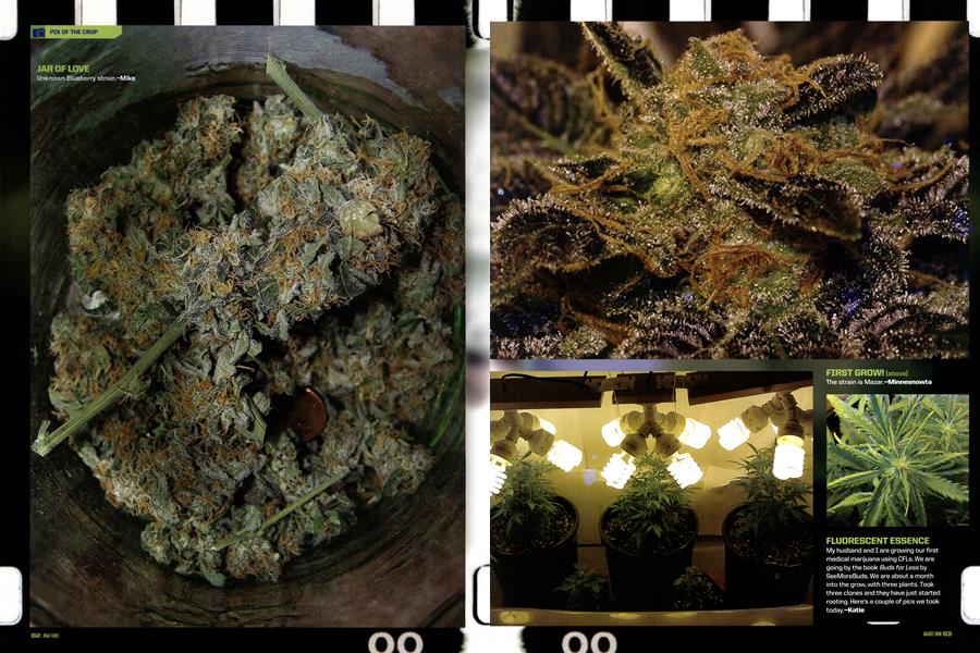 PIX OF THE CROP