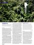 Page: - 100 | High Times