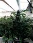 Page: - 49 | High Times