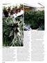Page: - 50 | High Times