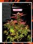Page: - 55 | High Times