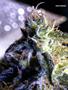 Page: - 59 | High Times