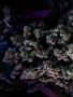 Page: - 60 | High Times