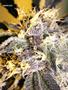 Page: - 62 | High Times