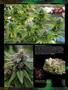Page: - 82 | High Times