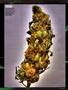 Page: - 83 | High Times