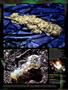 Page: - 84 | High Times