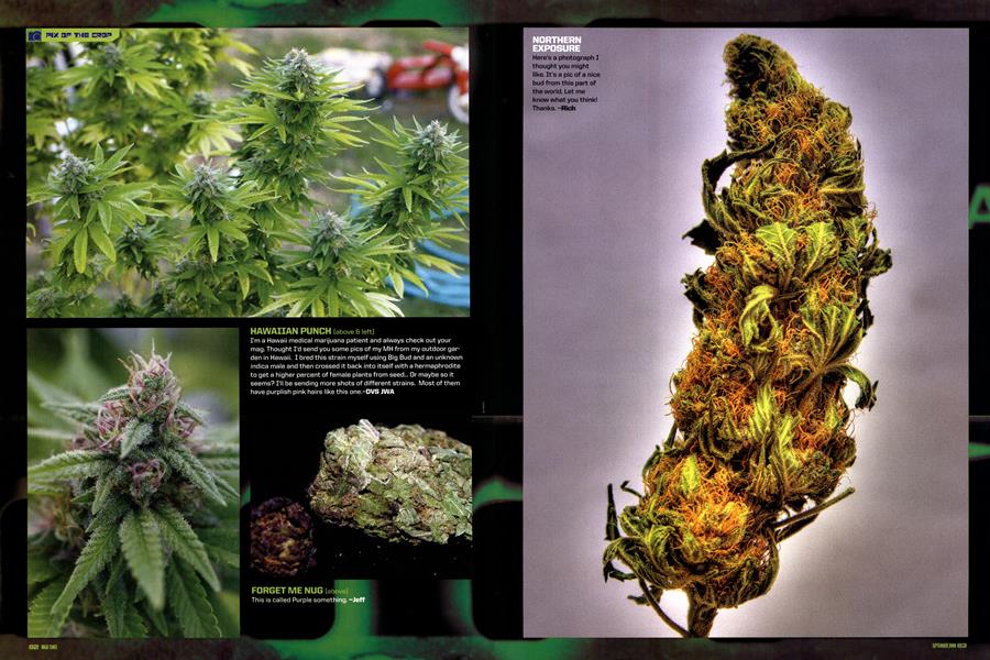 PIX OF THE CROP