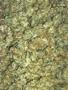 Page: - 101 | High Times
