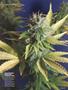 Page: - 45 | High Times