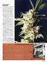 Page: - 55 | High Times