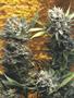 Page: - 59 | High Times