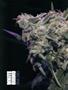 Page: - 60 | High Times