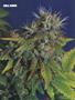 Page: - 62 | High Times