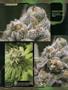 Page: - 82 | High Times