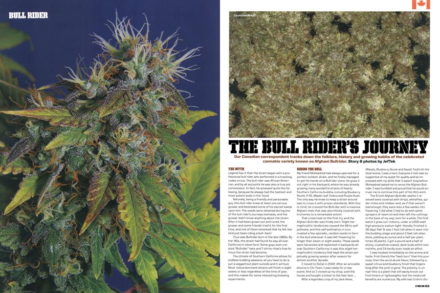 THE BULL RIDER'S JOURNEY